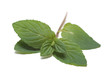 mint