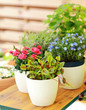 Flower pots