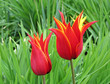Foto: Rote Tulpen im Garten - Tulips in the garden Rote Tulpen im Garten - Tulips in the garden