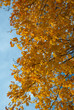Branches of maple