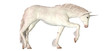 White Unicorn