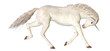 White Unicorn