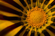 flower[rudbeckia]_02