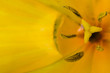 flower[tulip]_06