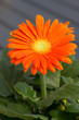 orange Gerbera
