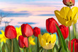tulips