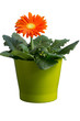 Gerbera