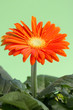 orangene Gerbera