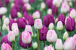 Blumenbeet Tulpen
