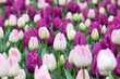 Blumenbeet Tulpen