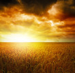 champ de blé et coucher de soleil