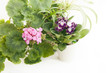 Пеларгония и фиалка