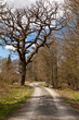 Wanderwg im Harz