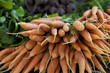 carrots