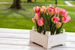 rosa Tulpen im Holzkasten