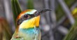 nice colorful bee-eater