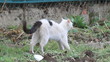 cat and dog