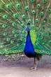 Der stolze Pfau
