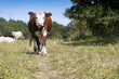 A cow