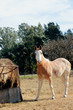 Horse in the field with their fodder