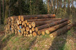 Foto: Gestapelte Baumstämme im Wald Gestapelte Baumstämme im Wald