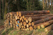 Foto: Gestapelte Baumstämme im Wald Gestapelte Baumstämme im Wald