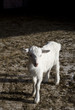 Baby goat