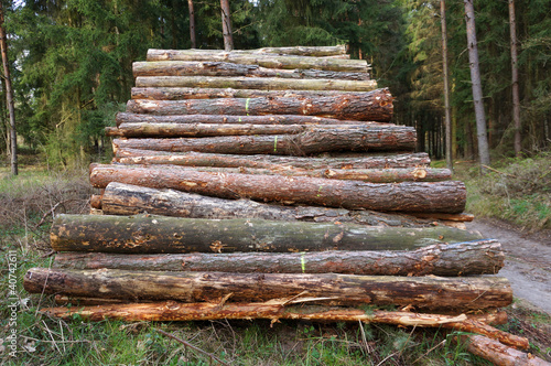 Foto: Stapel mit Baumstämmen Stapel mit Baumstämmen
