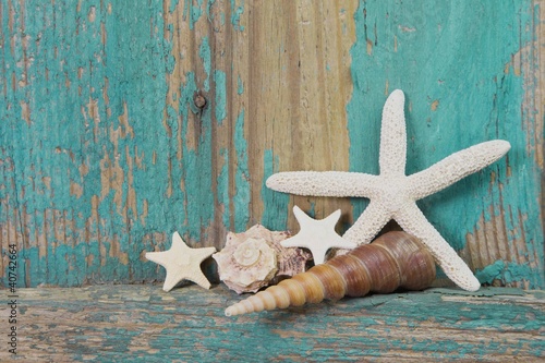 Photo: Strandgut - Muscheln und Seestern Strandgut - Muscheln und Seestern