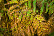 Fern