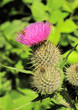 thistle insect