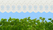 Foto: Petersilie Himmel Gardinen Hintergrund Fenster Fensterbank Petersilie Himmel Gardinen Hintergrund Fenster Fensterbank