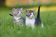 two young cute kittens in garden grass