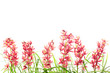 pink orchid