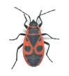 Firebug, Pyrrhocoris apterus isolated on white Firebug, Pyrrhocoris apterus isolated on white