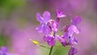 Purple Dame's Rocket  Violet, Hesperis matronalis wild flowers