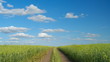 Dirt road in the green wheat field, summer day, timelapse.