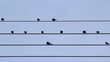 Common Tailorbirds Perched on power lines