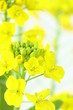 菜の花