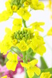 菜の花