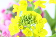 菜の花