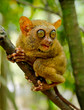Photo: Tarsier Tarsier