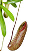 Trap flower (plant anatomy)