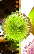 Avain virus