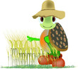 campo d'orzo