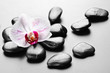 orchid