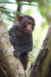 Portrait of monkey