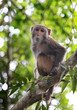 Portrait of monkey