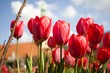 Tulpengrüße