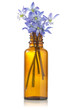 blue hepatica flowers in a bottle